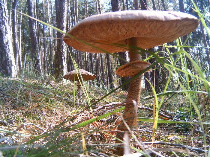 Bedla0025.jpg