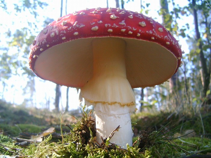 Muchomůrka0022.jpg