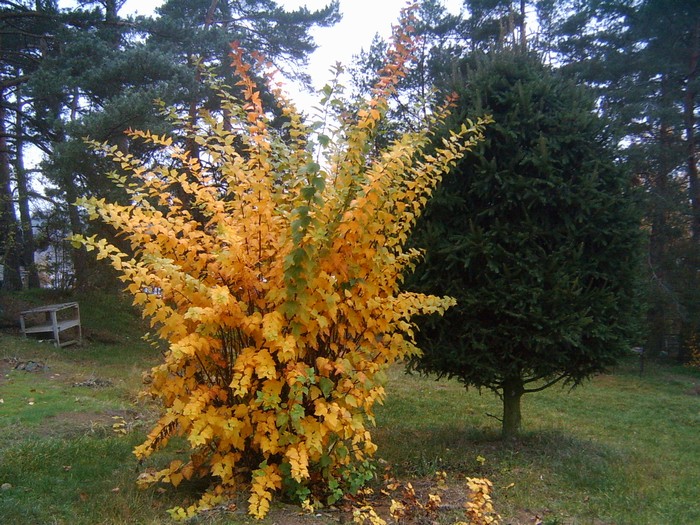 lpic0139.jpg